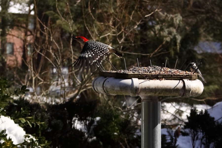 2013 03 09 IMG 8715e